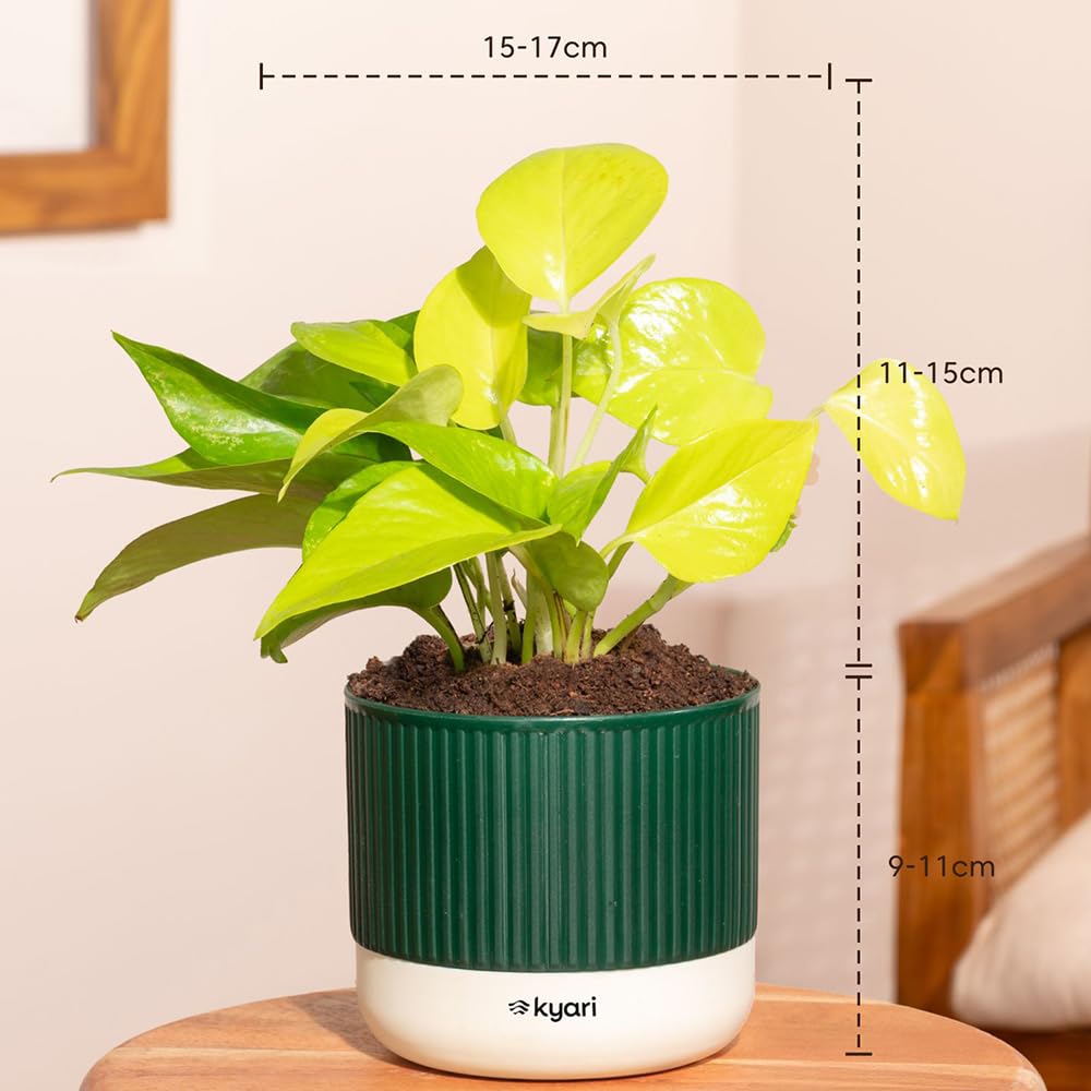 Kyari 4-Plant Indoor Combo - Jade, Money & More -3 Kyari 4-Plant Indoor Combo - Jade, Money & More -3