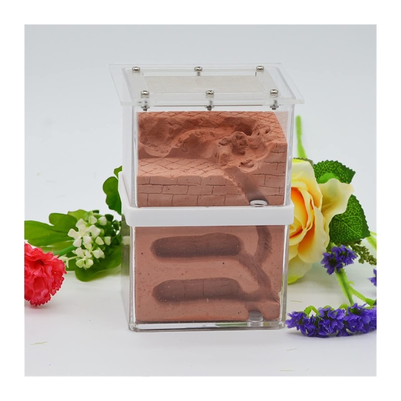 Formicario In Gesso Trasparente - Per Allevare Formiche, Terrario