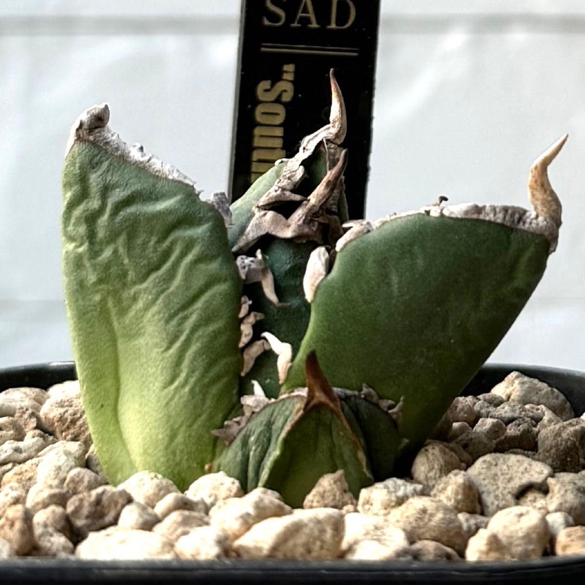 Amazon.co.jp: SA69 アガベ チタノタ SAD 南アフリカダイヤモンド 子株