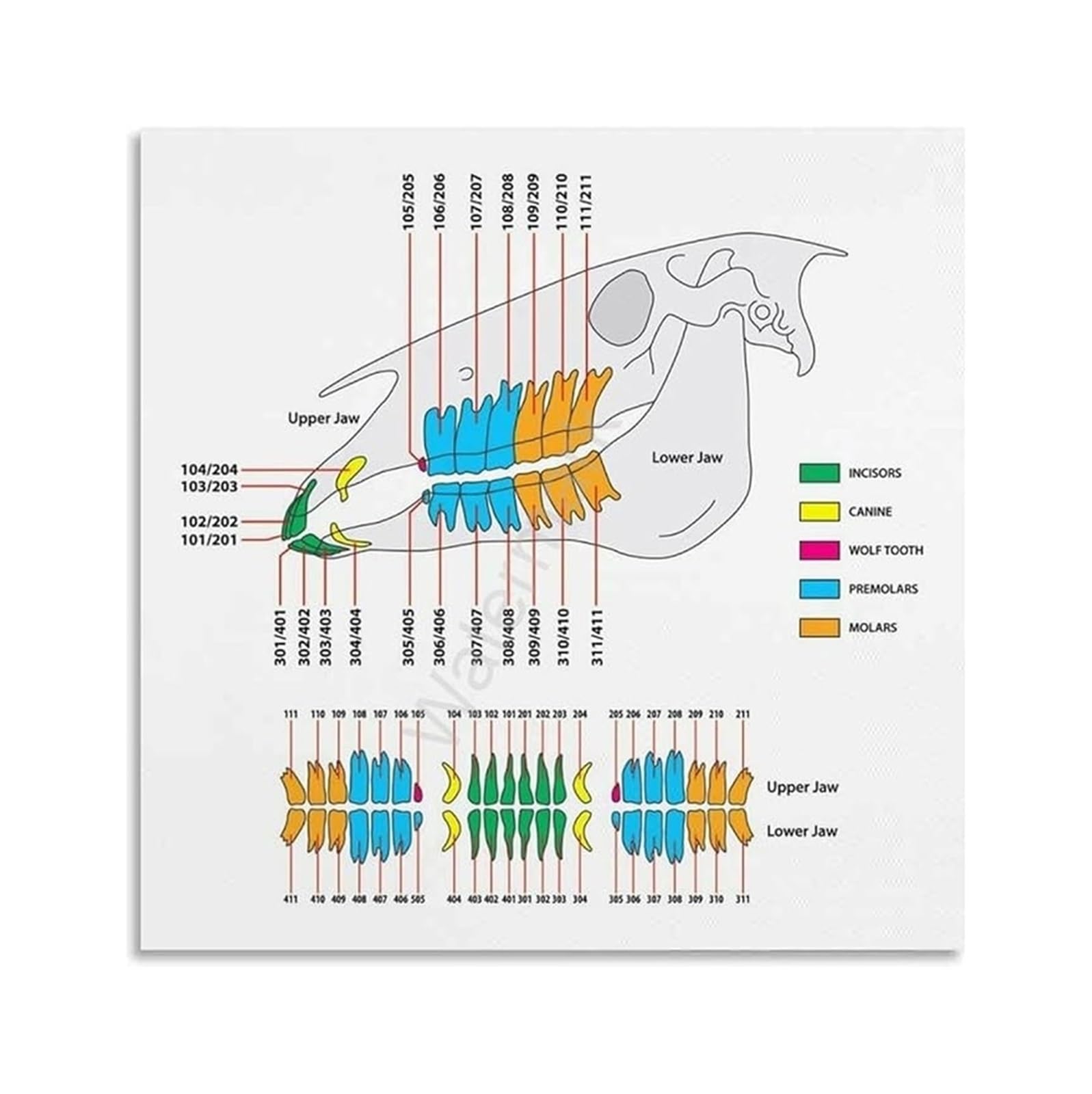 LLBOGRGGN Educational Equine Poster Horse Anatomy and Health Chart Reference Guide for Barn Tack Room Stable Home 8 X 12 in
