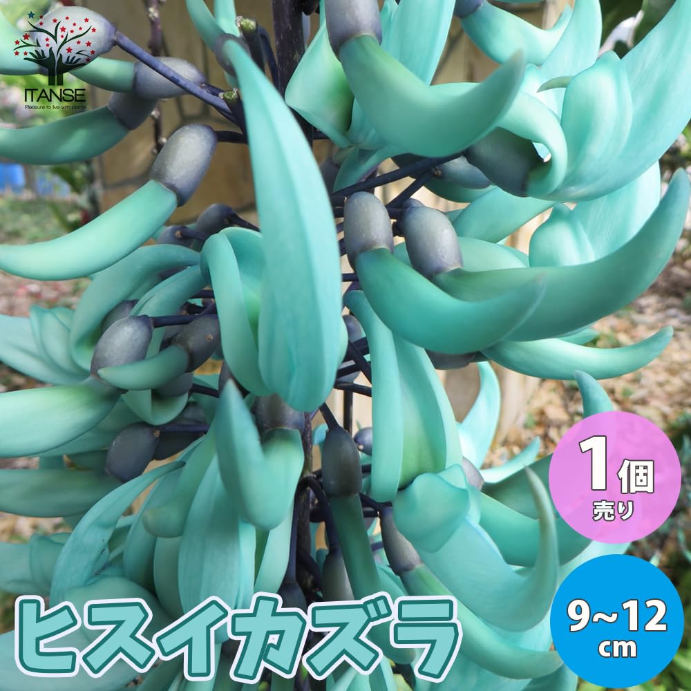 Amazon.co.jp: ヒスイカズラ(翡翠葛) 9～12cm 1個売り【品種で選べる