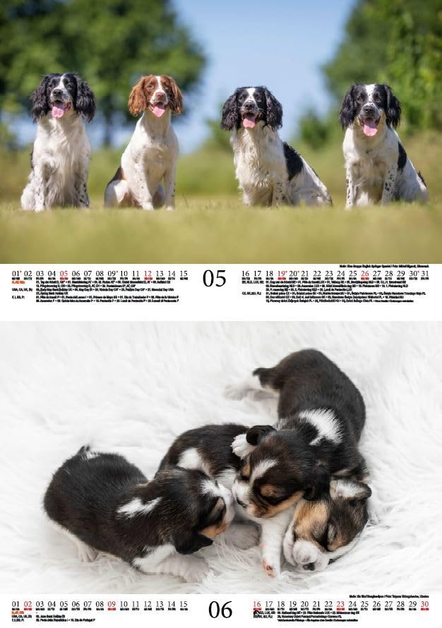 Hundezauber Small Dogs DIN A4 Calendar for 2024 Puppies and Small Dogs Seelenzauber, multicoloured - Image 4