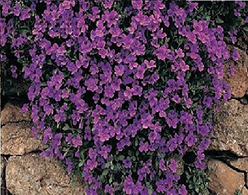 Just Seed - Flower - Rock Cress - Aubrieta deltoidea - Royal Violet - 250 Seed