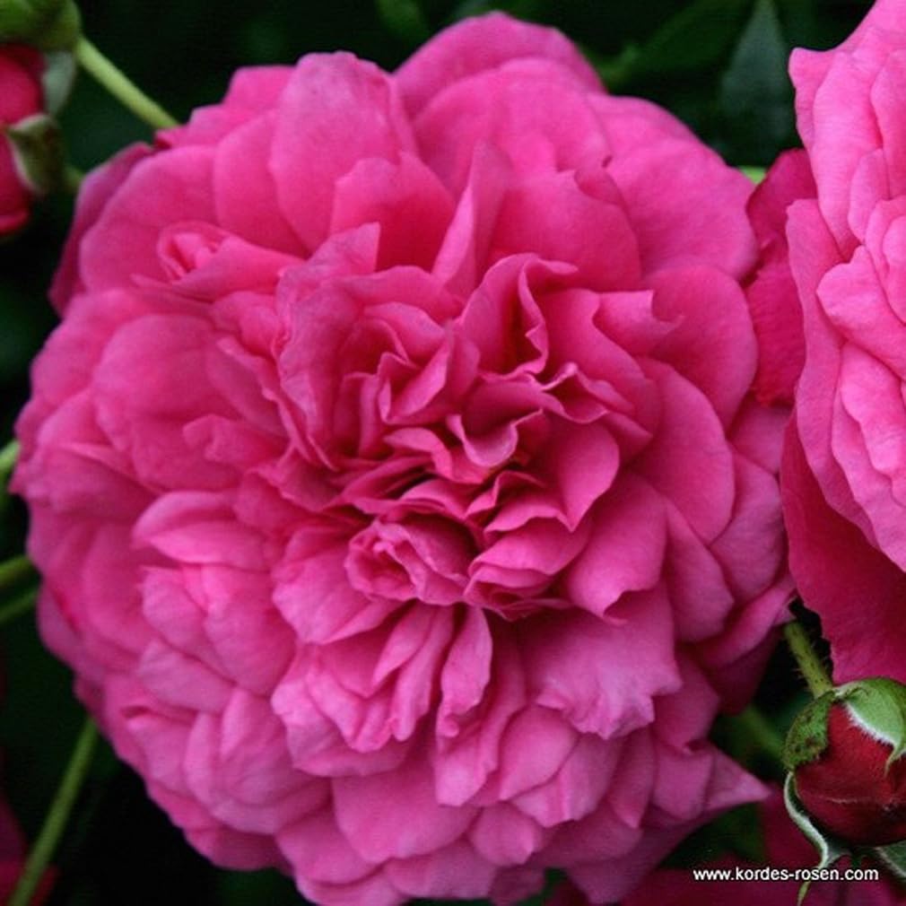 2 x Rose - Rosa 'Laguna' Topf 25-30 cm - Die magentarosafarbene Kletterrose mit betörendem Fruchtduft