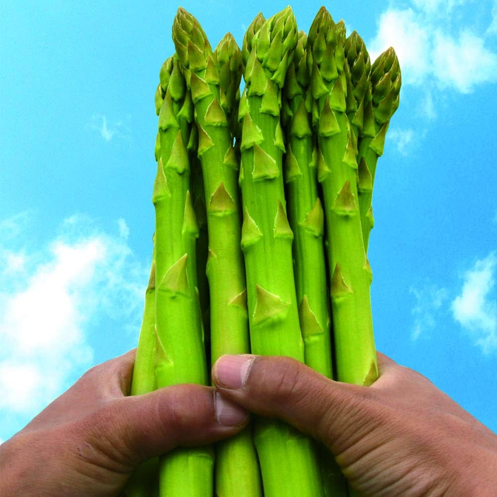 Amazon.co.jp: アスパラ 北海道産 夏 2025年産 7月中旬から出荷