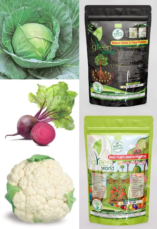 Green World combo of [CABBAGE DEEP SHIKHA+ CAULIFLOWER F1 + BEET ROOT] Seeds With Organic Nutrients Manure (B0B4DTKL59) Amazon Price History, Amazon Price Tracker