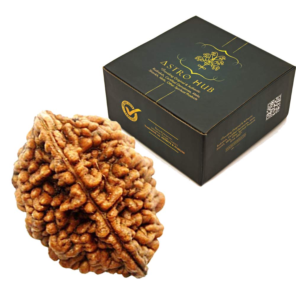 ASTRO HUB 2 Mukhi Rudraksha, 2 Faced Rudraksha, 2 mukhi rudraksha Nepali, (B07JKB4YC5) Amazon Price History, Amazon Price Tracker
