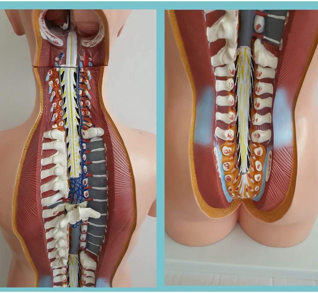 Amazon.co.jp: 人体胴体模型、分解可能人体器官、人体解剖模型、人体