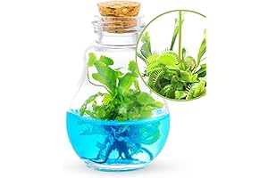 Self-Contained Venus Fly Trap: Watch it Thrive in Its Own Ecosystem