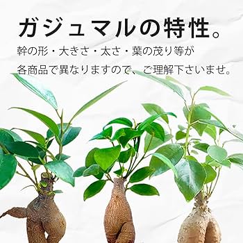 あ*ん様 元祖⬛︎ 白玉 ガジュマル ⬛︎挿し木用 ガジュマル 白砂利ブロック | インテリアグリーンショップ