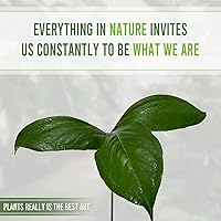 Vista 5 de LEAL PLANTS ECUADOR Anthurium Pynkleyi - Planta tropical purificadora de aire, plantas tropicales de California, tolerantes a la poca luz