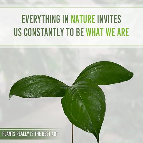 Miniatura 5 de LEAL PLANTS ECUADOR Anthurium Pynkleyi - Planta tropical purificadora de aire, plantas tropicales de California, tolerantes a la poca luz,