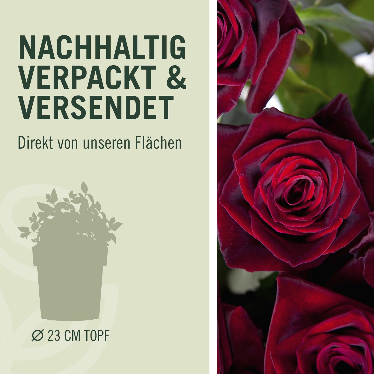 Edelrose Black Baccara in Schwarz-Rot - Duftrose winterhart - Rose mittel-stark duftend im 5 Liter Container von Garten Schlüter - Pflanzen in Top Qualität