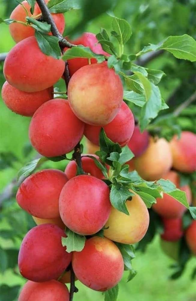 Grafting Apple Ber Plant, Fruit in 3 Months (B0D6VM3488) Amazon Price History, Amazon Price Tracker