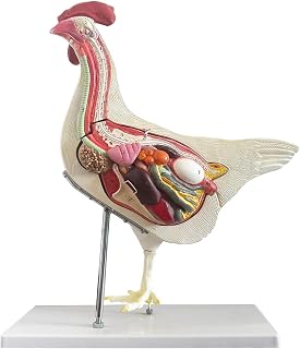 JNMFTD Chicken Anatomy Model,Life Size 5 Part Chicken Anatomical Removable Stomach Liver Intestine Organ Skeleton with Product Manual Card Digital Label for Medical Educational Training Scientific