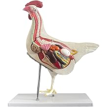 JNMFTD Chicken Anatomy Model,Life Size 5 Part Chicken Anatomical Removable Stomach Liver Intestine Organ Skeleton with Product Manual Card Digital Label for Medical Educational Training Scientific
