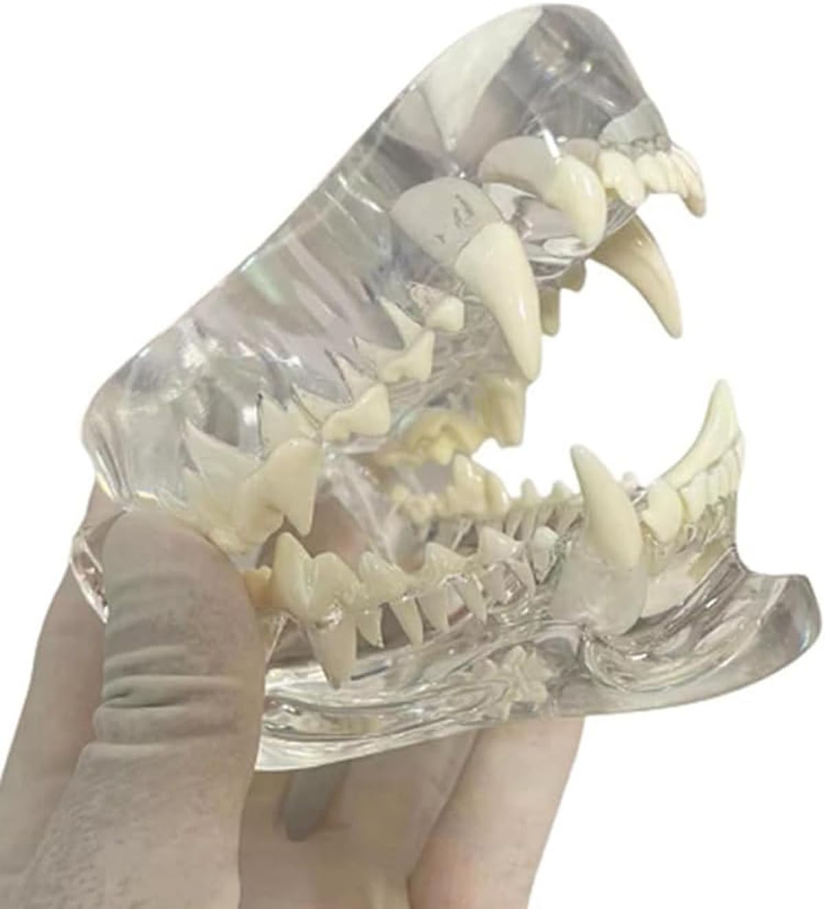 Model zębów psa anatomiczny model dentystyczny do edukacji weterynaryjnej - przezroczyste zęby ustna szczęka narzędzie do stomatologii zwierząt