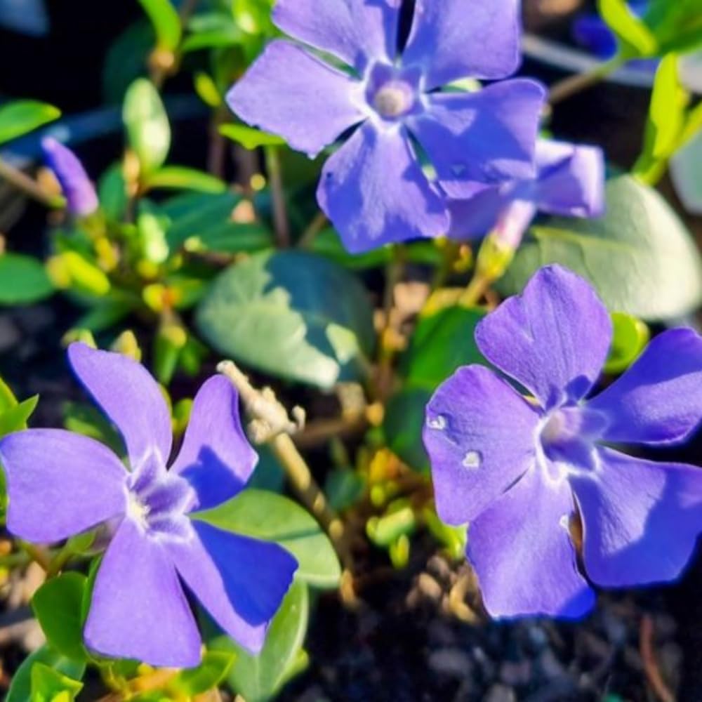 Pack 36 Mix Vinca Plants Live, Vinca Minor Vine, Periwinkle Plants Live Ground Cover for Planting Outdoors, from 6 Inc Tall
