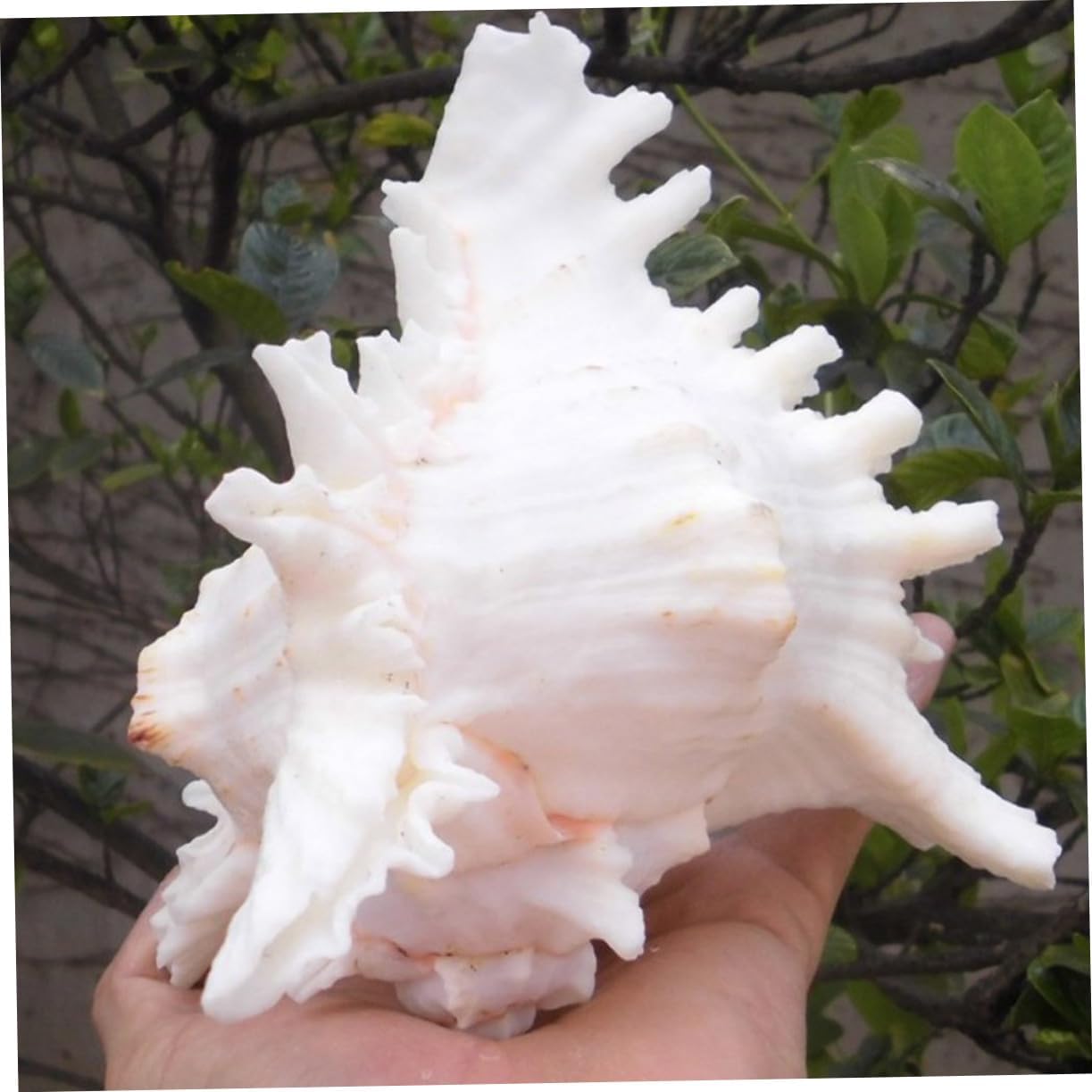 NOLITOY Natural Shell Aquarium Decoration Conch Ornament for Fish Tank Realistic Desktop Decoration for Fresh Aquariums Easy to Clean Creative Landscape