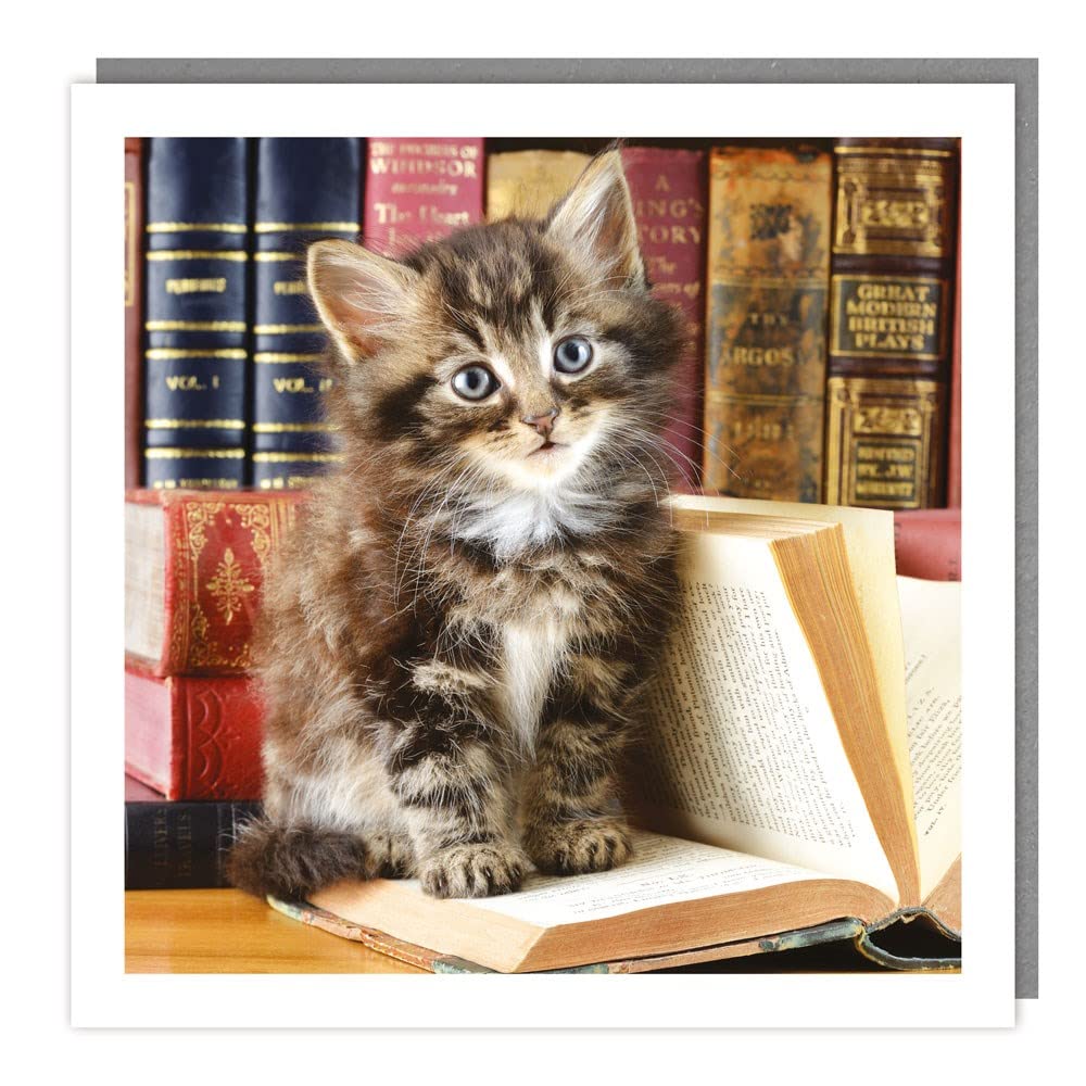 Tracks Publishing Geburtstagskarte – Getigerte Katze Mit Sonnenblumen, 16x16 Cm, Blanko Innen, Recycelbar