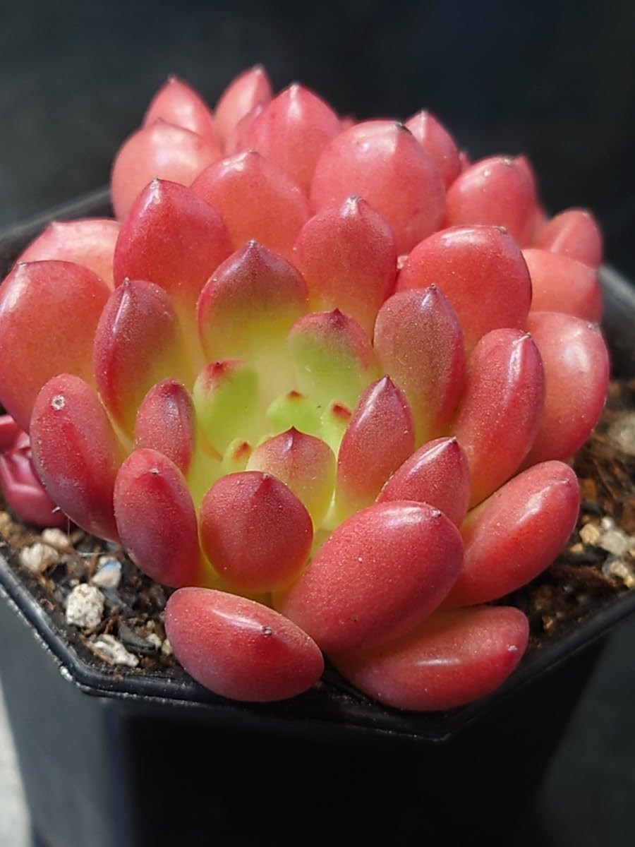 ツンツン 赤いホッペの⭐️ルビーティント⭐️多肉 7頭 寄せ植え ツンツン 赤いホッペの⭐️ルビーティント⭐️多肉 7頭 寄せ植え