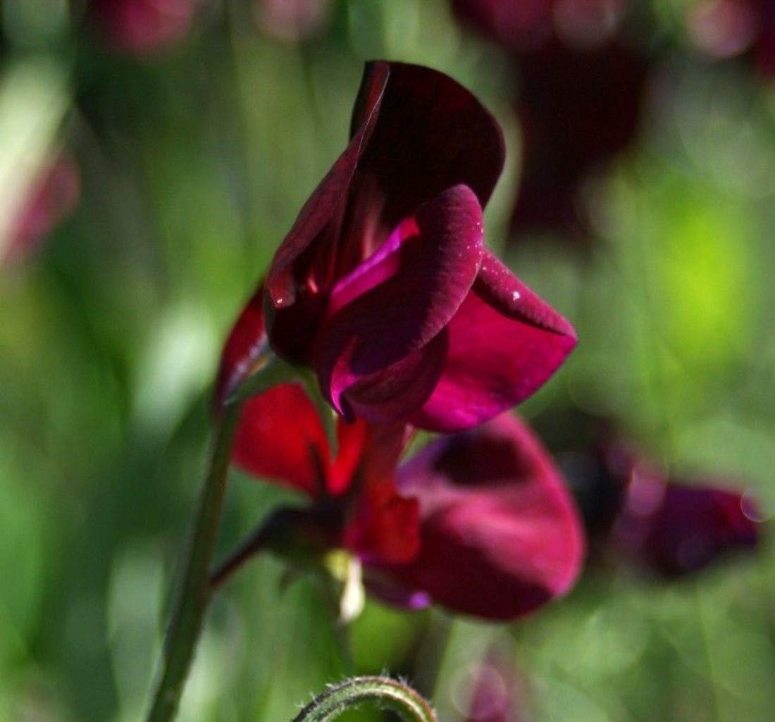 40 Sweet Pea Heirloom Black Knight Seeds - Dark Purple Lathydorus Odoratus - 40 Seeds
