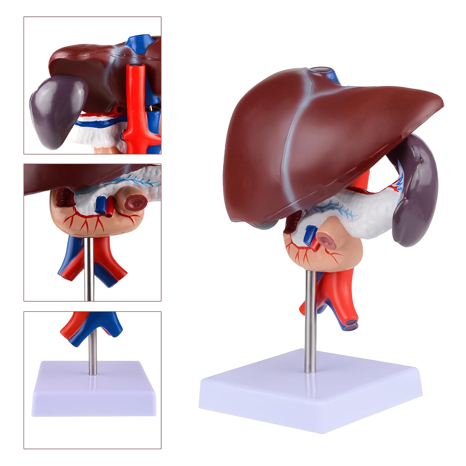 Human Liver Anatomical Model Life Size Human Pancreas Pathology Model Liver Teaching Model Liver Dissection Model