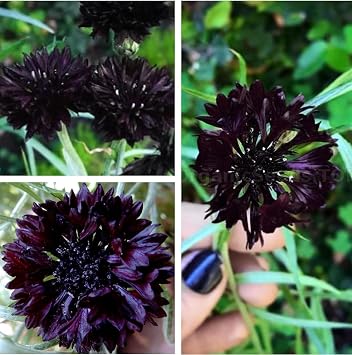 Black Cornflower 200+ Seeds Grow Annual Plant in Spring or in Fall Non-GMO