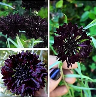 Black Cornflower 200+ Seeds to Grow Annual to Plant in Spring or in Fall Non-GMO