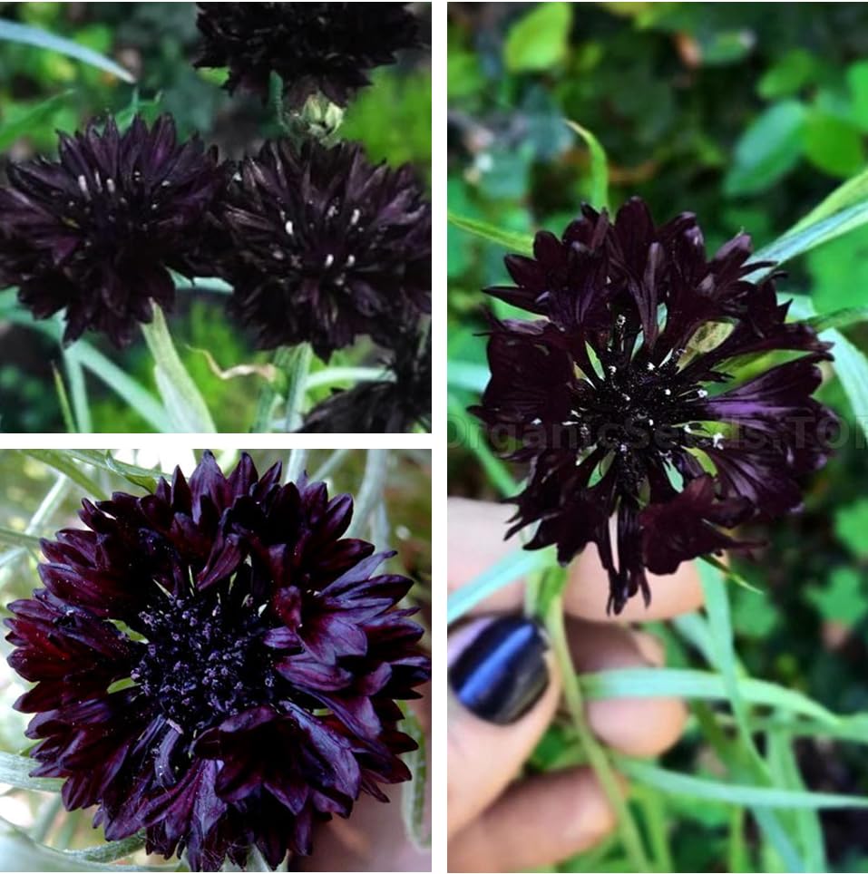 Black Cornflower 200+ Seeds Grow Annual Plant in Spring or in Fall Non-GMO