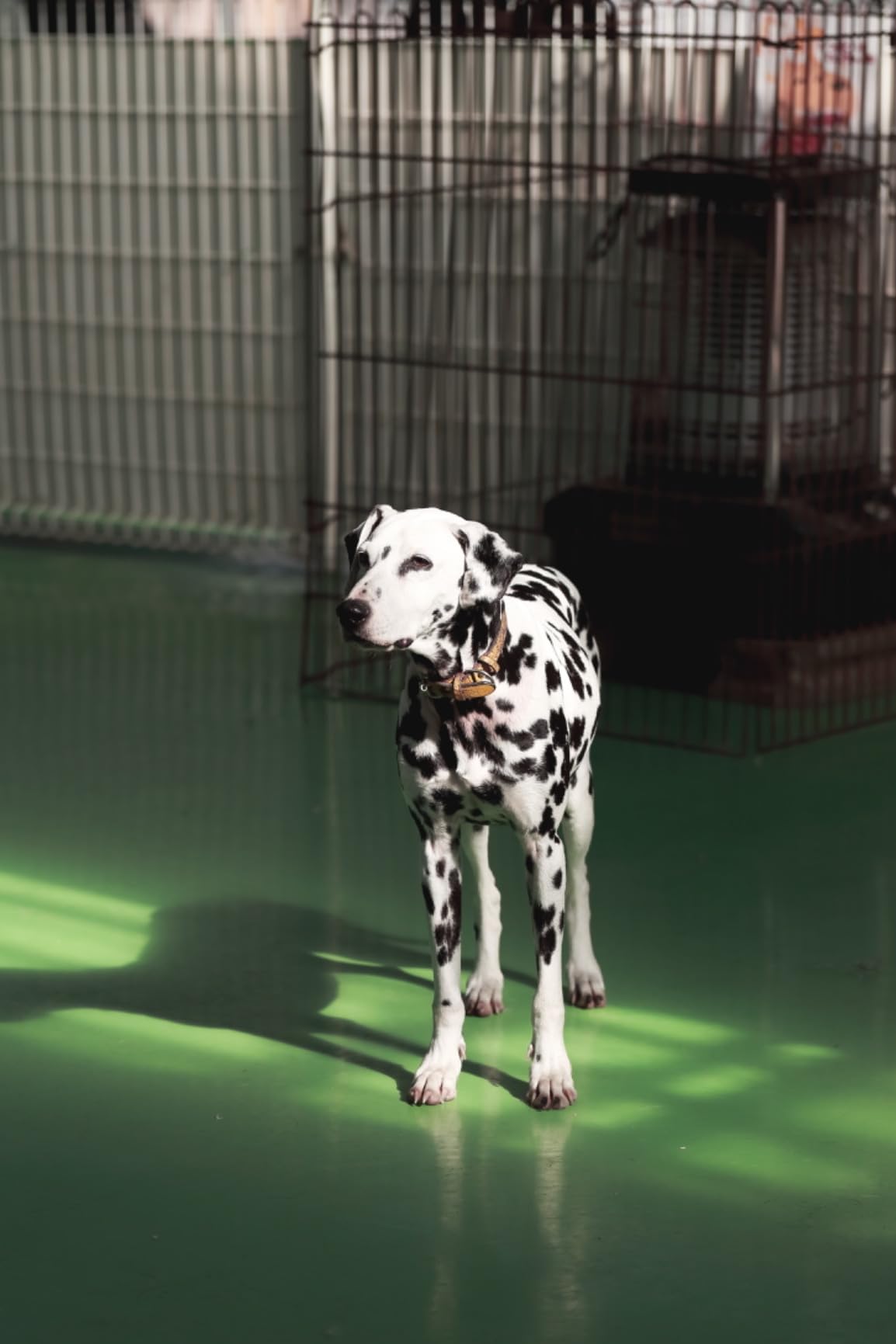 持っておくべき一本