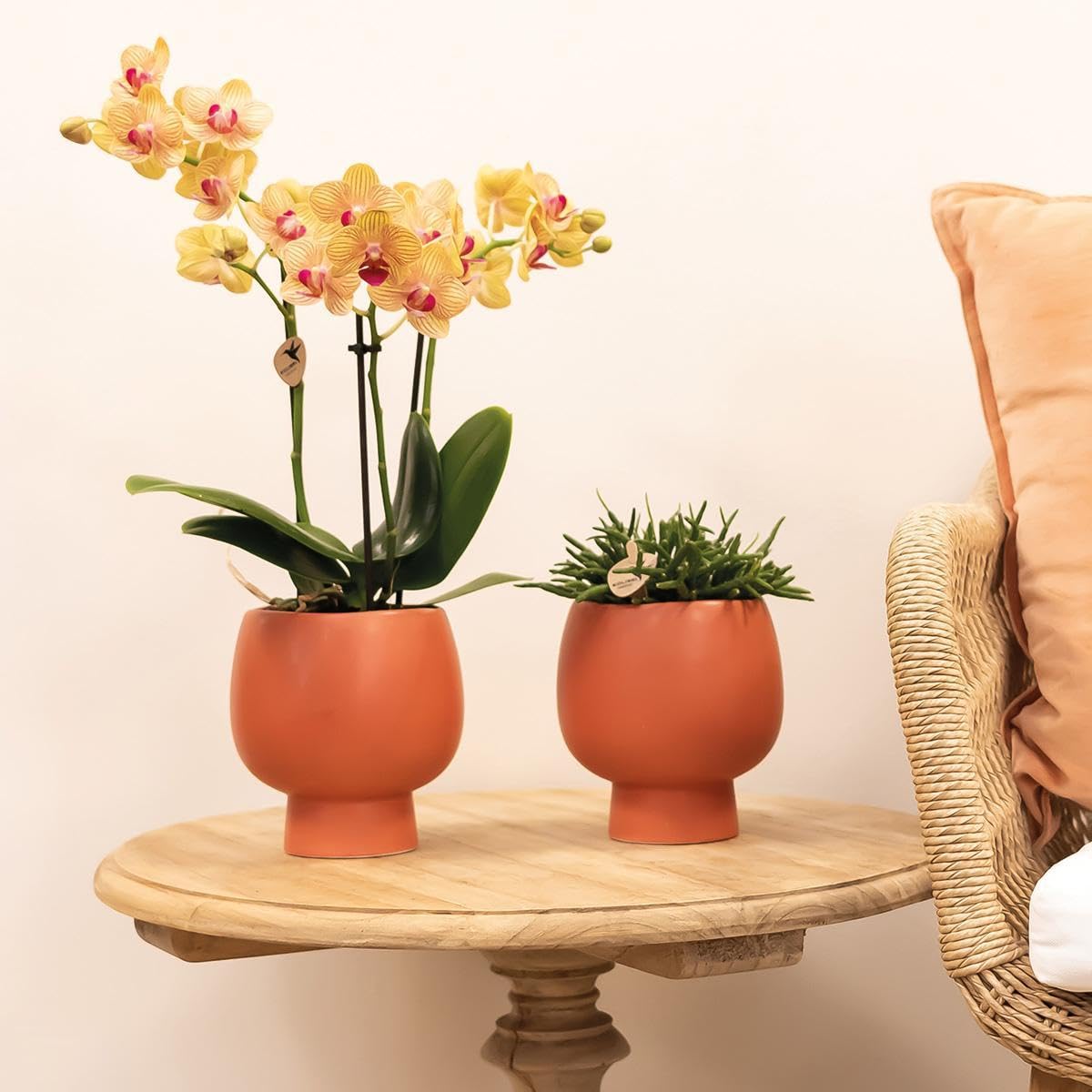 La Green Touch - Orchidée orange et son cache-pot - h35cm, Ø9cm - Plante d'intérieur - Pot 9cm, Hauteur 35 cm