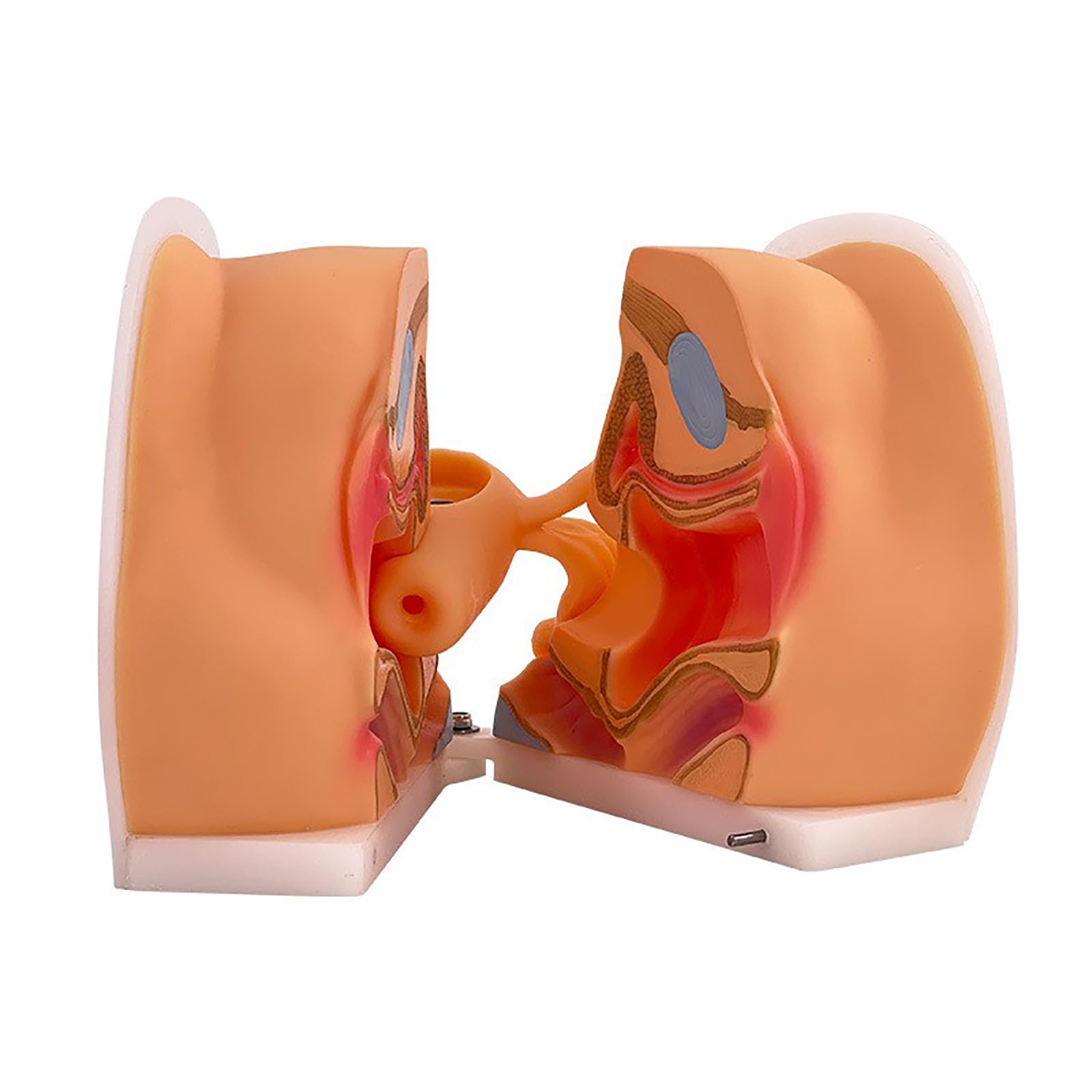 KCOAG 1:1 Soft Silicone Vaginal Cervix Uterus Model, Female Gynecological Anatomy Model, Can Be Handled and Cleaned Repeatedly for Medical Edu