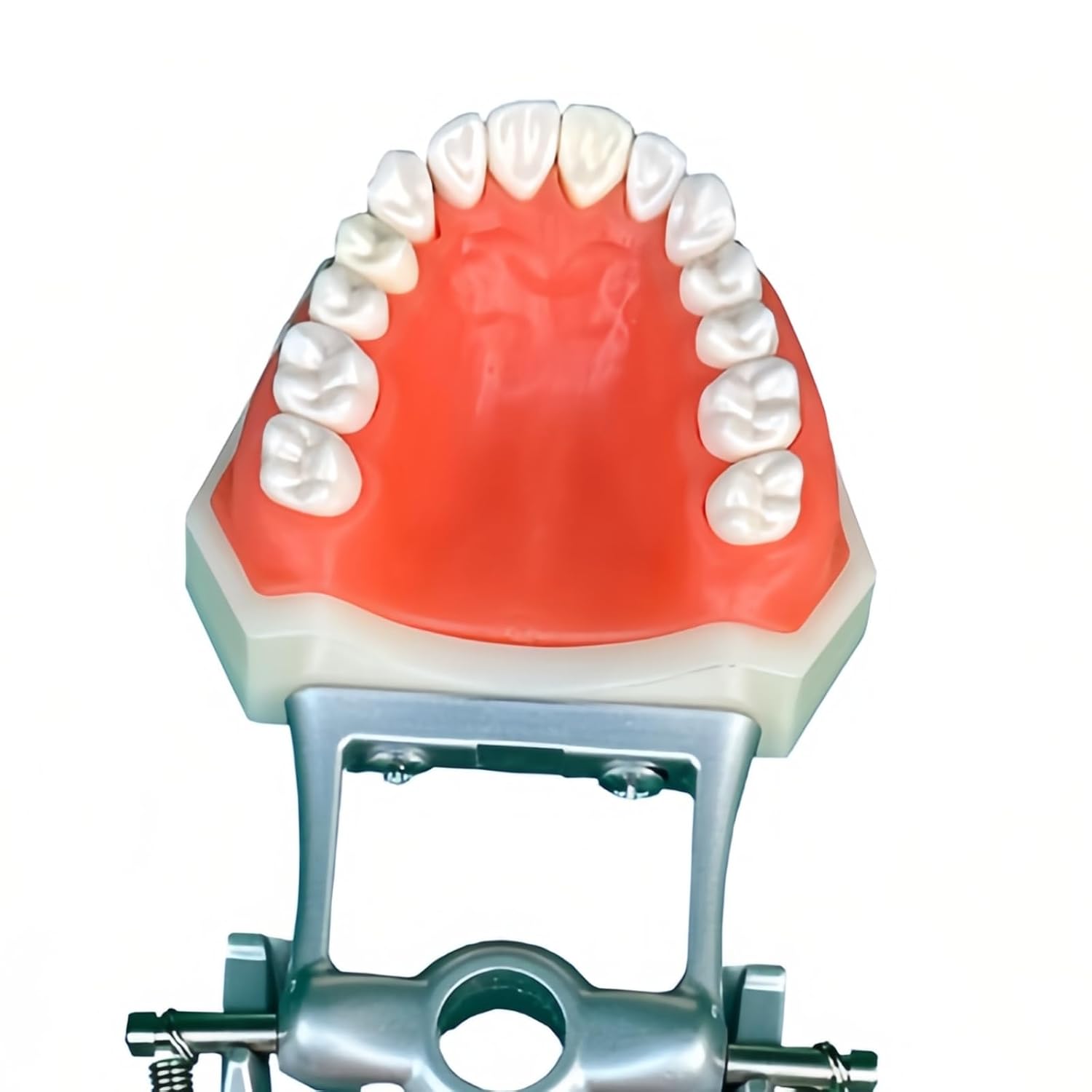 Dental Typodont Teeth Model, with 32 pcs Removable Teeth Compatible with Kilgore Nissin 200 Type for Teaching, Practice and Study