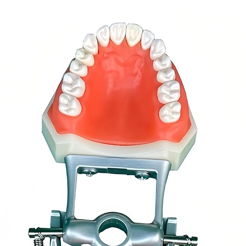 Vista 2 de Dental Typodont Teeth Model, with 32 pcs Removable Teeth Compatible with Kilgore Nissin 200 Type for Teaching, Practice and Study