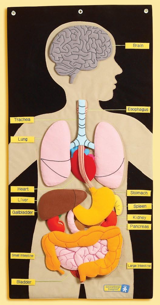 Educational Insights My Body Activity Center