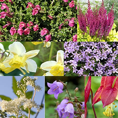 白花　ホタルブクロ　抜き苗　宿根草　シェードガーデン　ロックガーデン 白花 ホタルブクロ 抜き苗 宿根草 シェードガーデン ロックガーデン