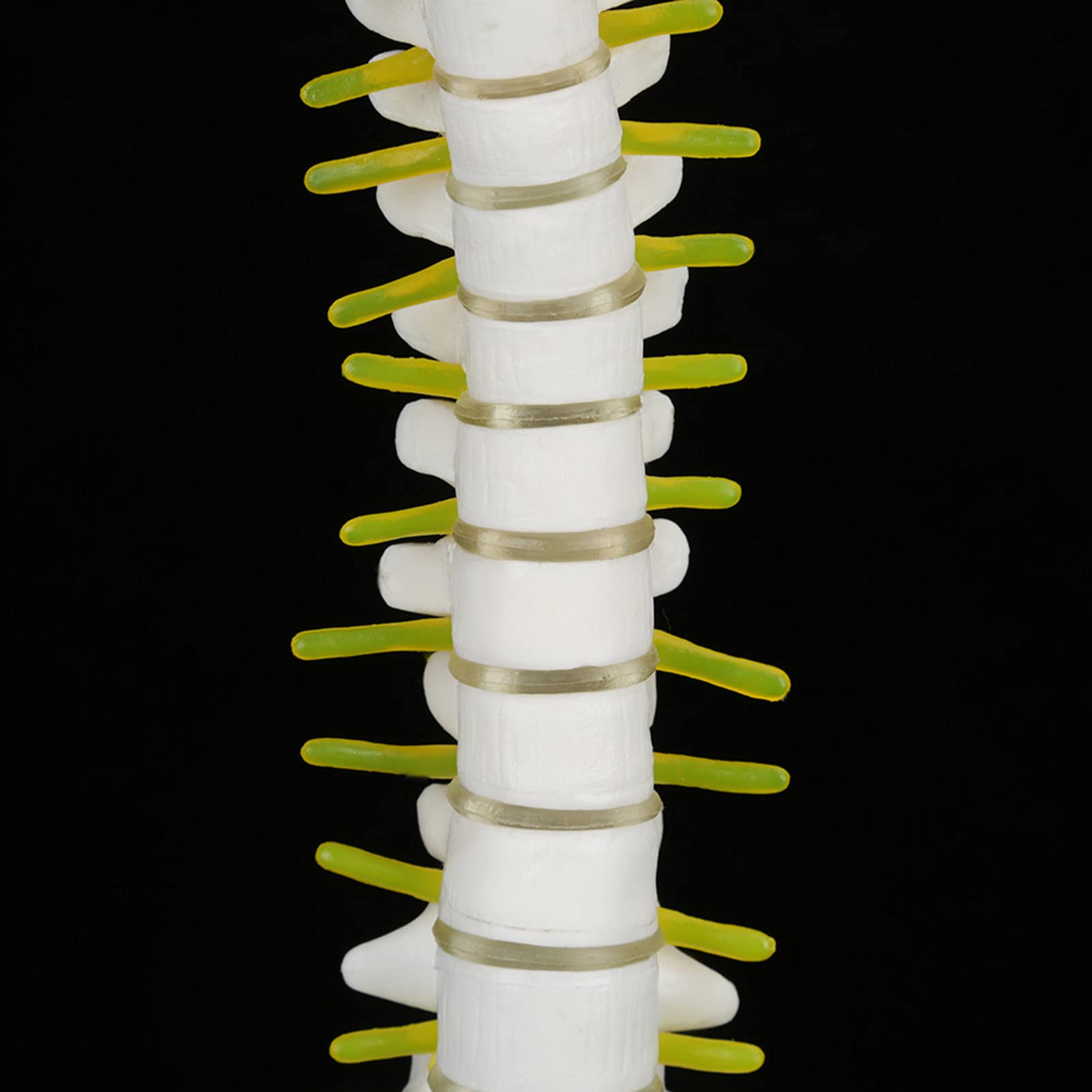 Anatomisches Wirbelsäulen-Modell, 38 cm, Lebensgroß mit Nerven und Becken, Lehrmaterial für Anatomie