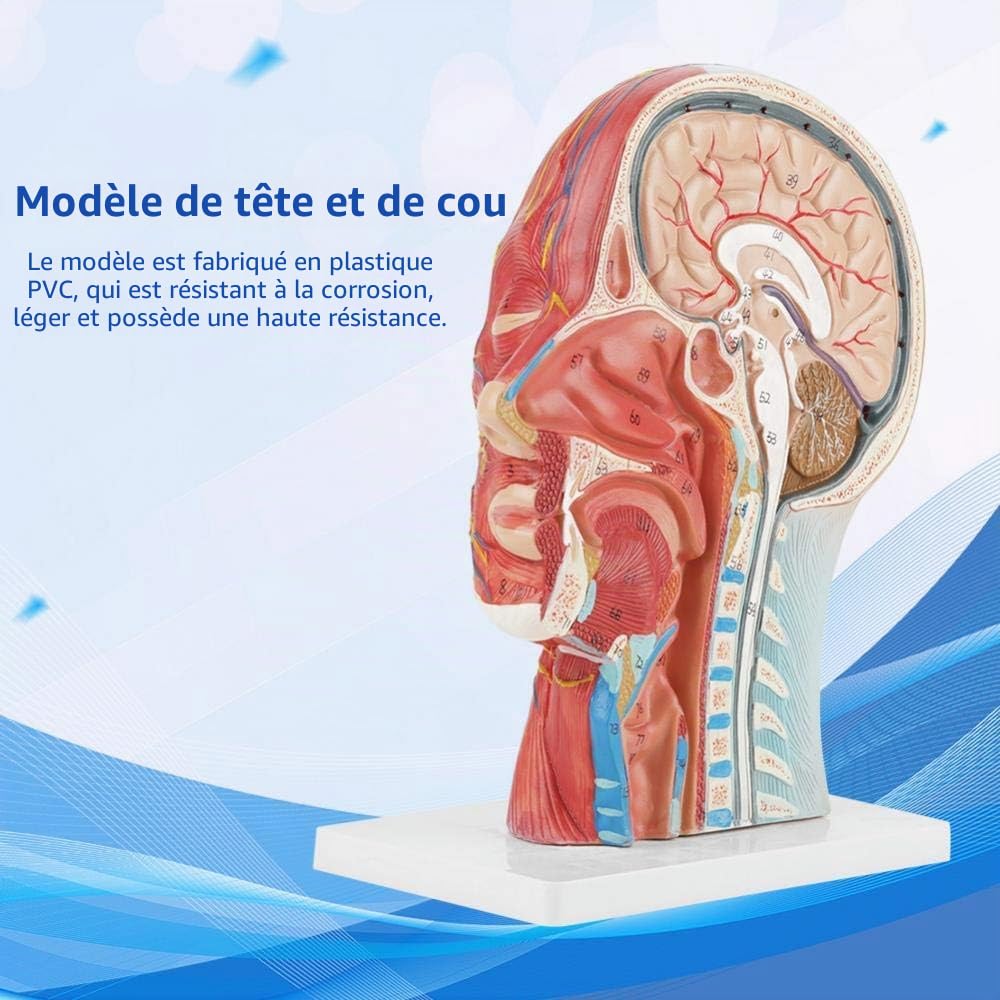 Modèle Anatomique Humain pour Moitié de Tête et Visage - Modèle Médical
