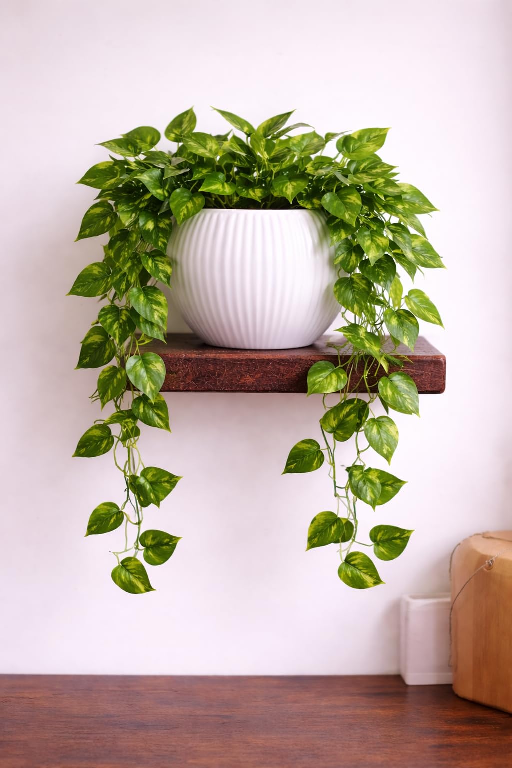 GREENORA Artificial Money Plant with White Pot – Symbol of Wealth Attraction, Positive Energy, Calmness & Good Vibes for Home Decor – Maintenance Free & Easy to Clean – 60cm Height-image-31