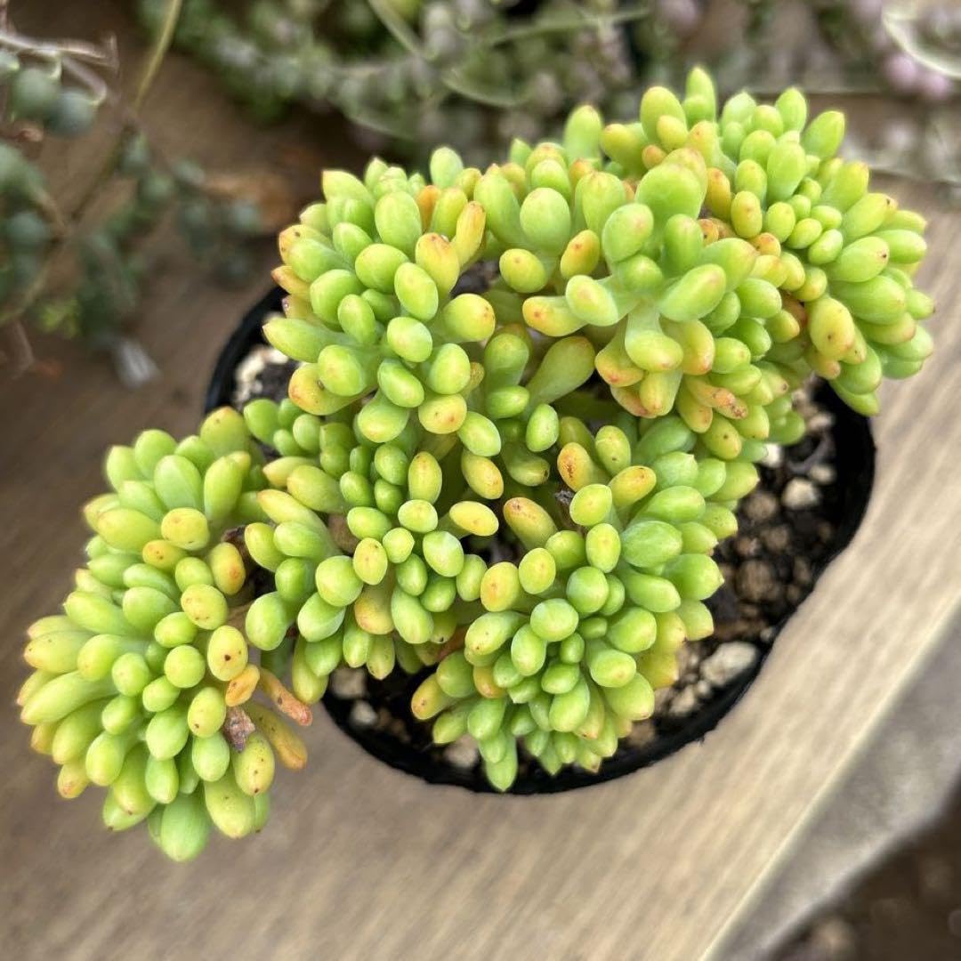 多肉植物 青緑色の鉢 大きめ*6 多肉植物 青緑色の鉢 大きめ*6 楽天市場