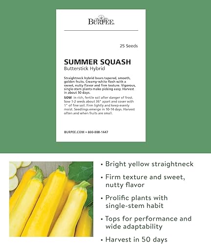 Miniatura 2 de Burpee - Semillas de calabacín de verano, variedad “Butterstick”, 25 Semillas