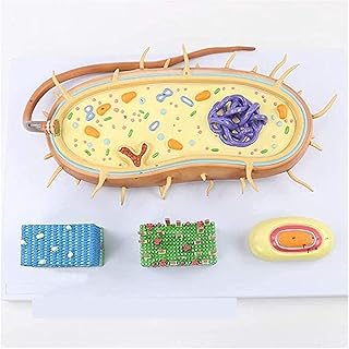 Biological Anatomy Model Cell Nuclear Anatomy Model Chromosome Model Flagella (Size : 55X38X15Cm) (Size : 55 X 38 X 15Cm) (55 X 38 X 15Cm)
