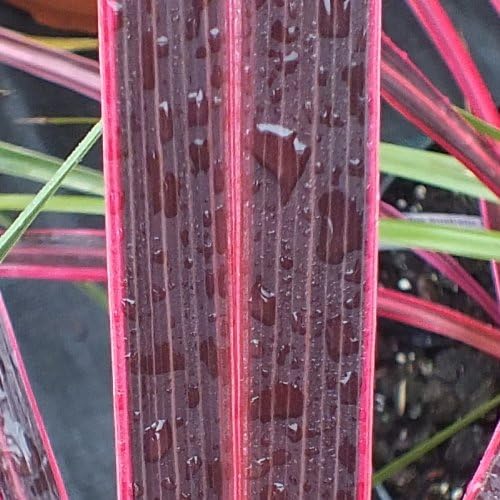 Cordyline australis Electric Pink Amazon.co.uk