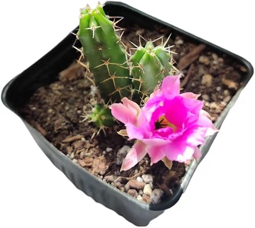 Miniatura 2 de Plantas de cactus suculentas vivas de USKC (maceta de 4 pulgadas) (Echinocereus Pentalophus Cactus)