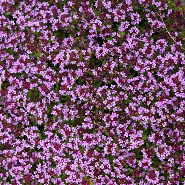 6x Timo strisciante 'Coccineus' - Thymus praecox 'Coccineus' - Vaso 9x9 cm - coprisuolo aromatico fioritura rossa giardino