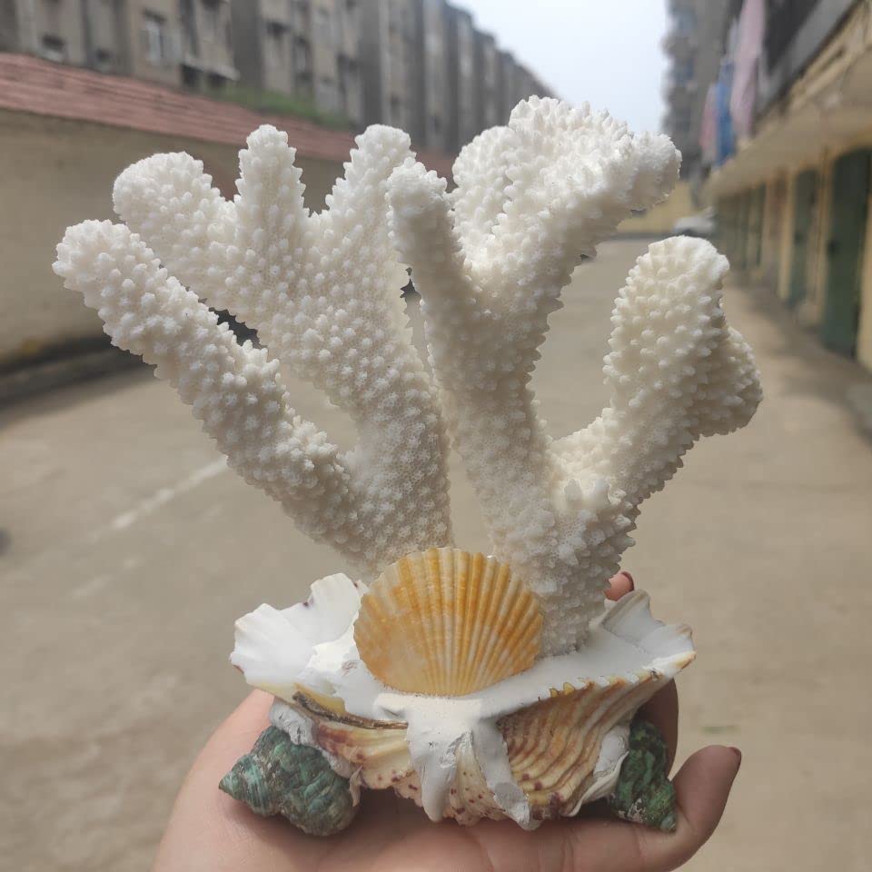 Amazon.com: HXSCOO 1pcs 100% Natural Coral Sea White Coral Tree