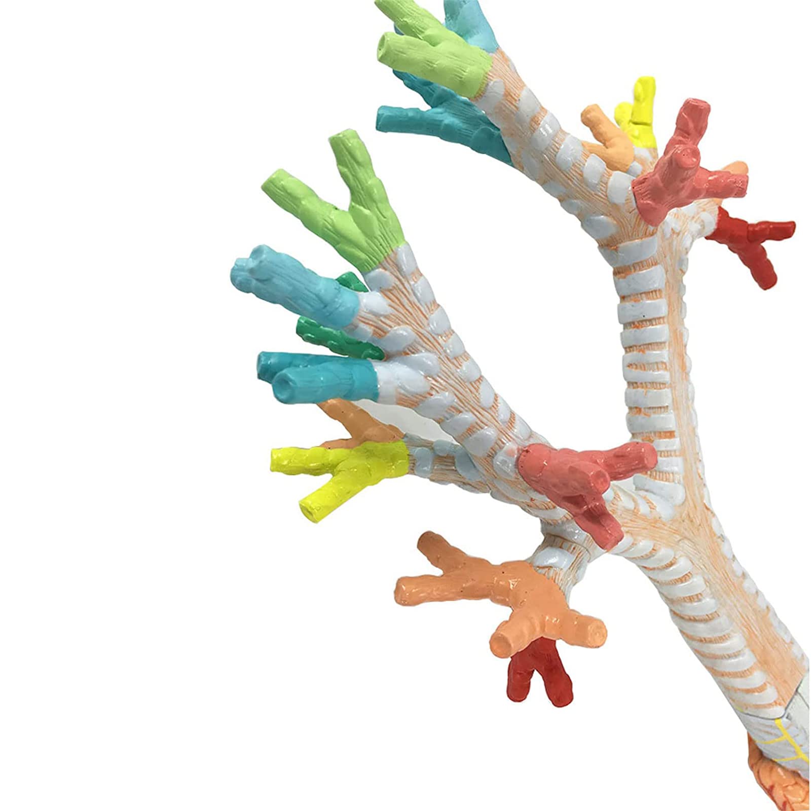 Larynx Bronchial Lung Anatomy Human Anatomy Human Larynx Tracheobronchial Tree Model Laryngoscope Presentation for Medical Education解剖模型 product thumbnail 5