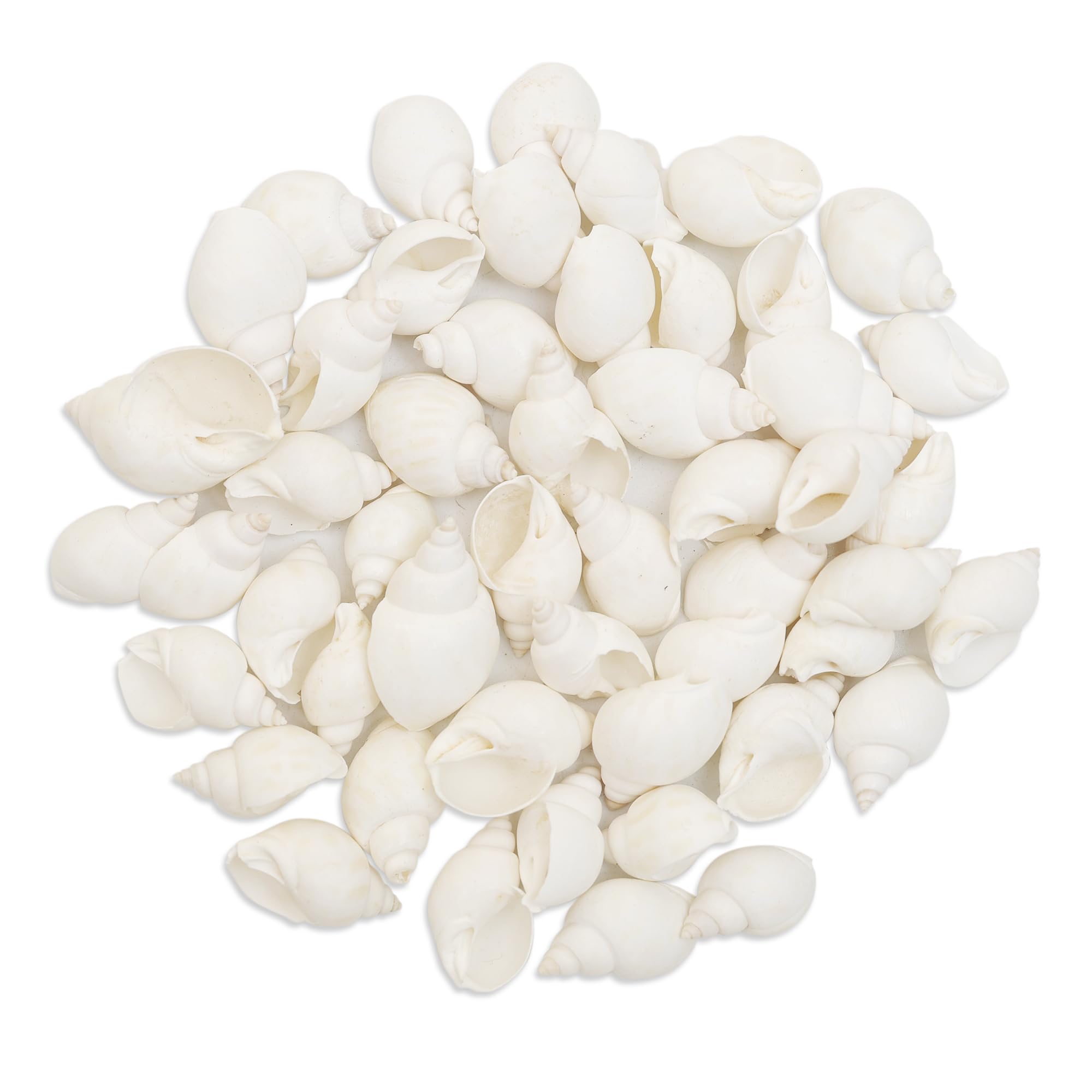 Amazon.in: EmbroideryMaterial: Sea Shells