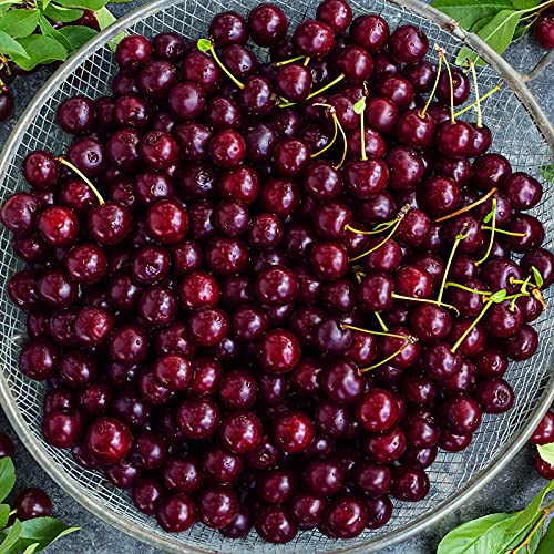 15 Cherry Tree Seeds - Sweet Cherry Seeds Non Gmo Seeds #TOP3